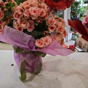 Βιγόνια  με μπαλόνι "Χρόνια πολλά μαμά"