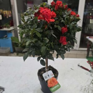 Τριαντάφυλλια δέντρο